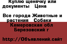 Куплю щенячку или документы › Цена ­ 3 000 - Все города Животные и растения » Собаки   . Кемеровская обл.,Березовский г.